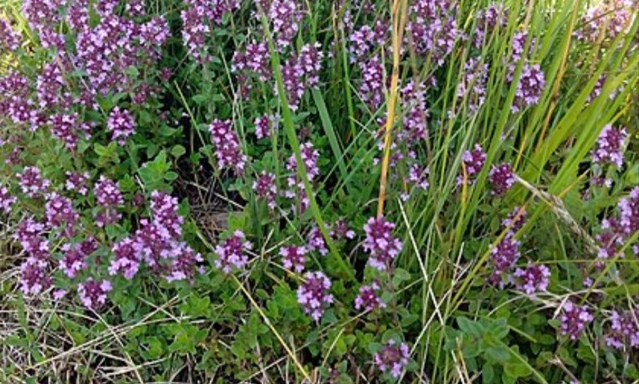 Чабрец (тимьян ползучий) горный