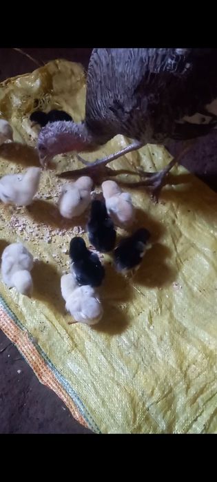 Яхши зот дакан  жожалар  индук  енаси билан сотилади оптим 14 та жожа