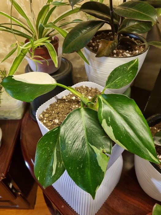 Комнатные цветы.Аглаонема "Snow White" и Филодендрон "White Princess"