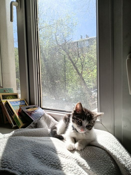 Отдам котенка в добрые руки