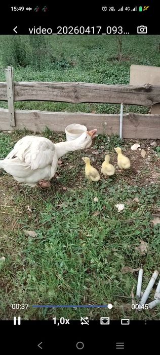 Гусыня  Халмагор помесь