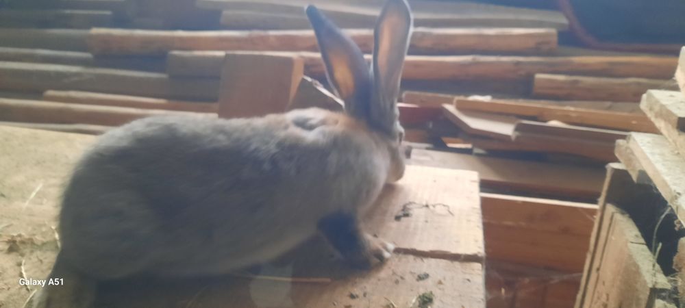 Iepuroi urias german