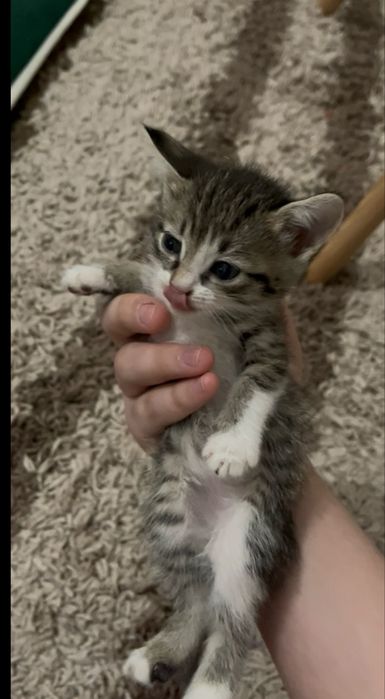 маленькие котята милые