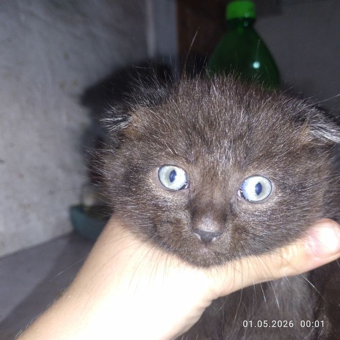 Продам веслоухих котят