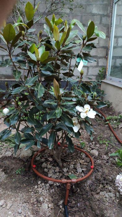 Декоративное капельное орошение. Капельная трубка коричневая и фитинги