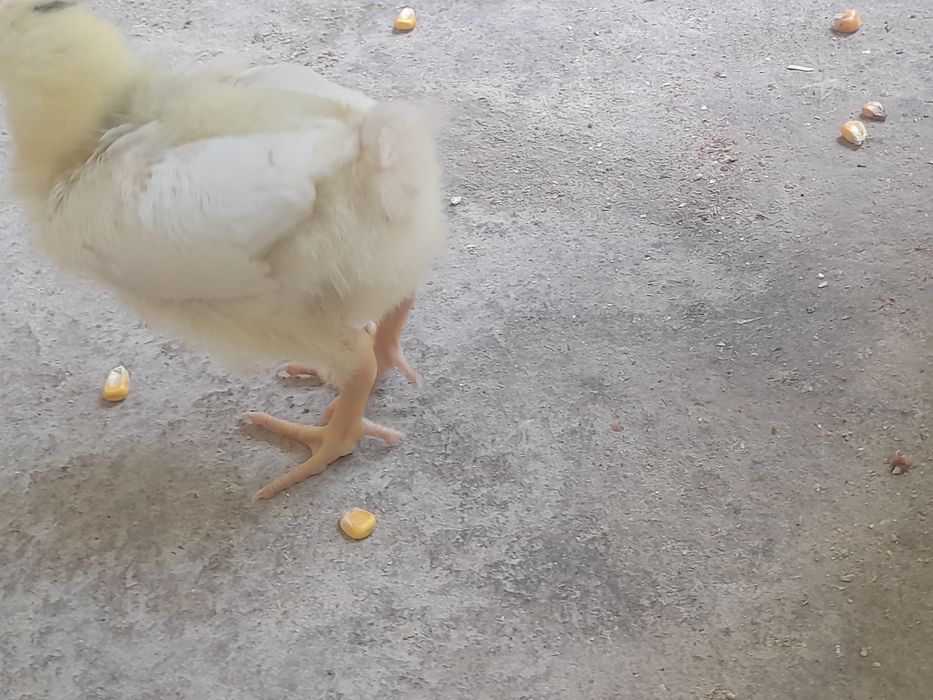 Jo‘jalar 17 kunlik
