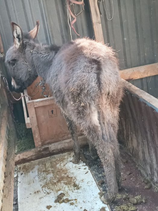 Обмен на скутер м8