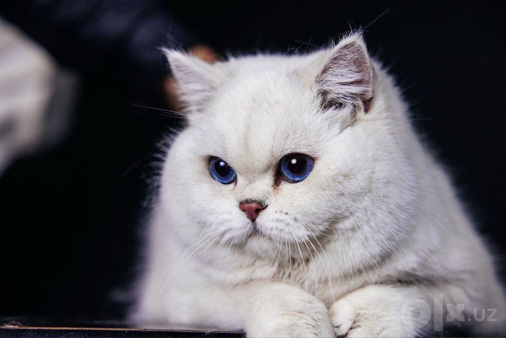 Вязка    British Shorthair