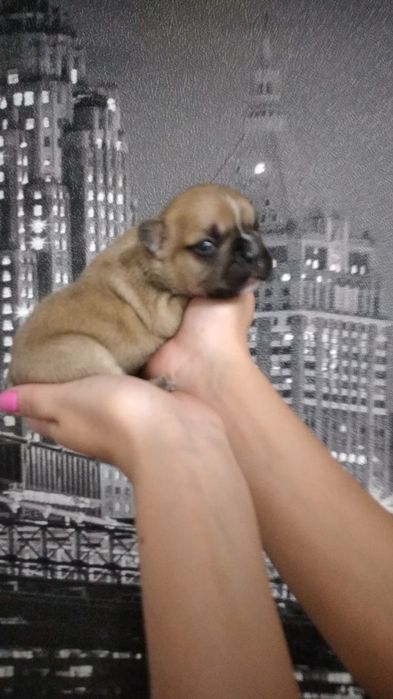 Сладкие булочки Французский бульдог