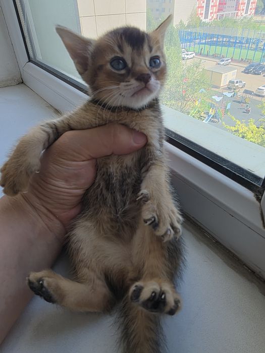 Абиссинские котята