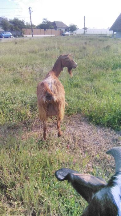 Vand capră tânăra si buna de lapte,in Fughiu