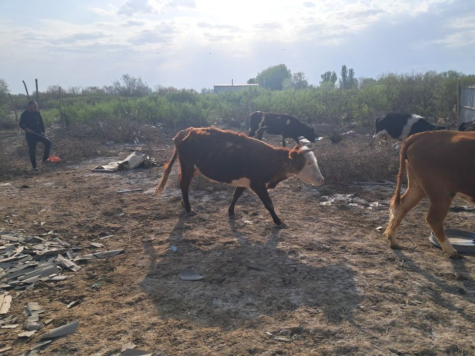 Продам коров с телятами