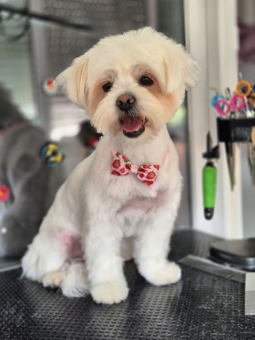 Frizerie canina Constanta