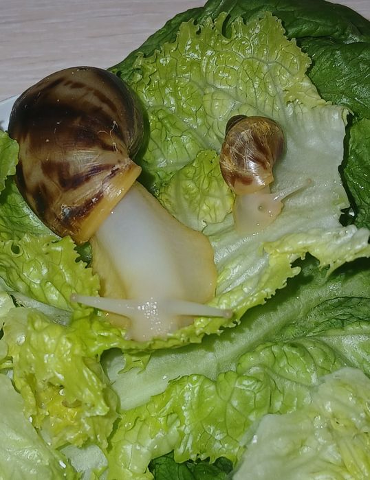 Улитки Ахатины ретикулята из kzo.