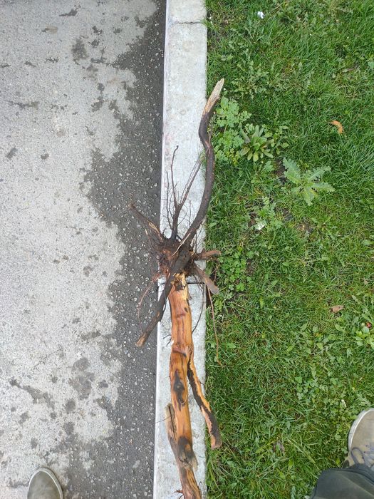 Коряга - декор в аквариум