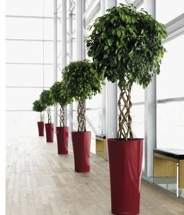 Фикус декоративный продам