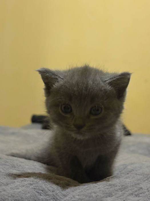 Отдам котят смесь скотишфолд