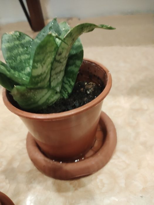 Цветы комнатные в горшках.