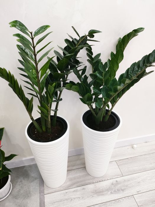 Цветы комнатные. доставка