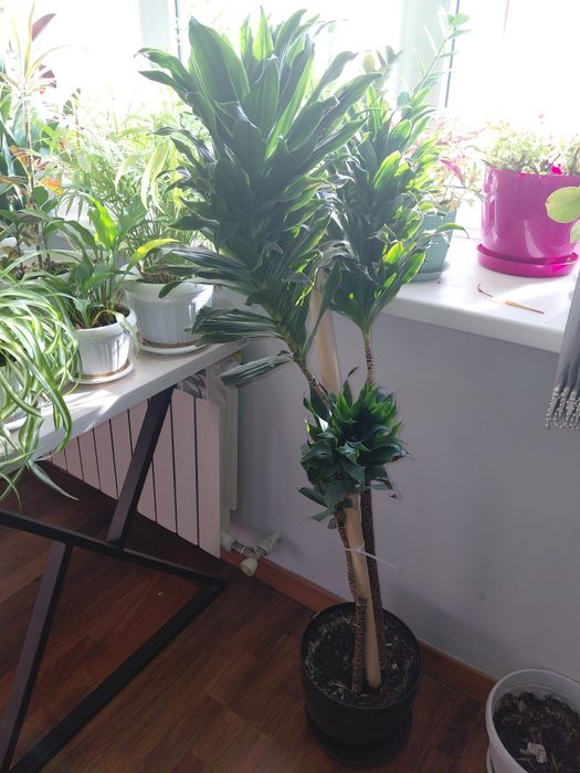 Продам Комнатные цветы