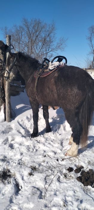 Продается Айгыр 4года