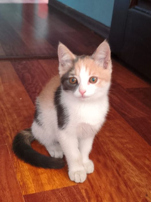 Котёнок девочка ищет хозяев