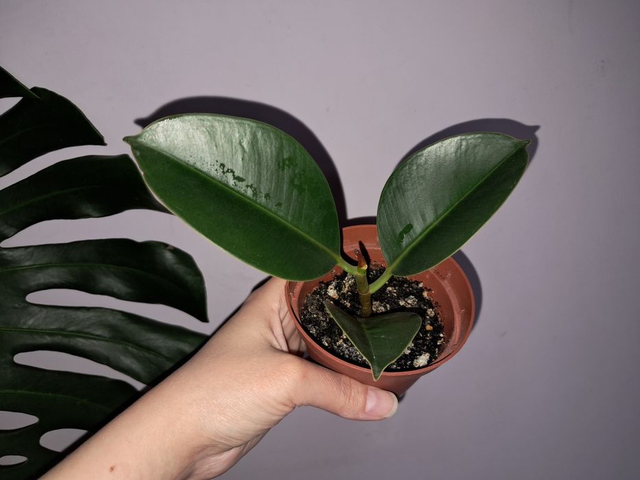 Фикус Робуста. .