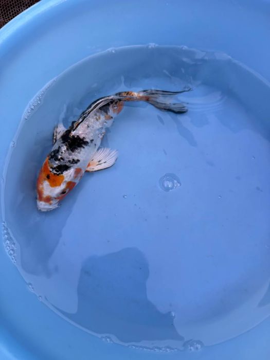 Карп коя для прудов Karp koya