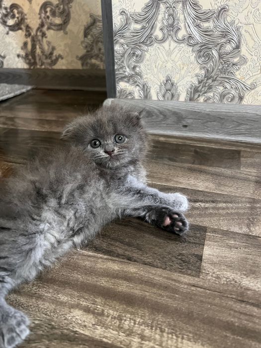 Очаровательные котята