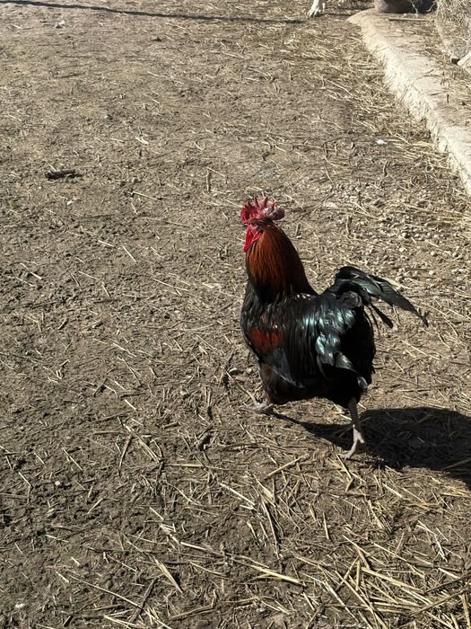 Vand Gaini si cocosi