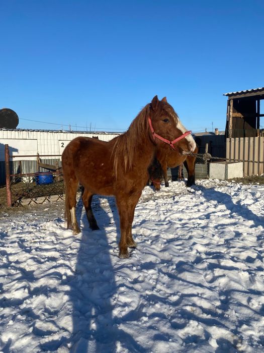 Дөнен сатылады Доскей