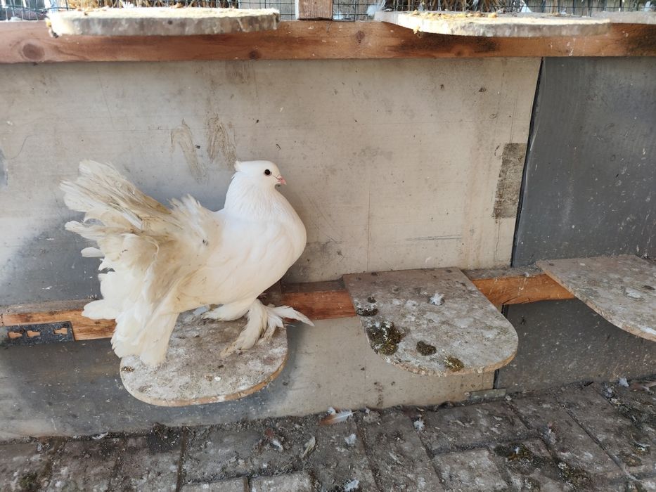 Voltat Indian linia mare