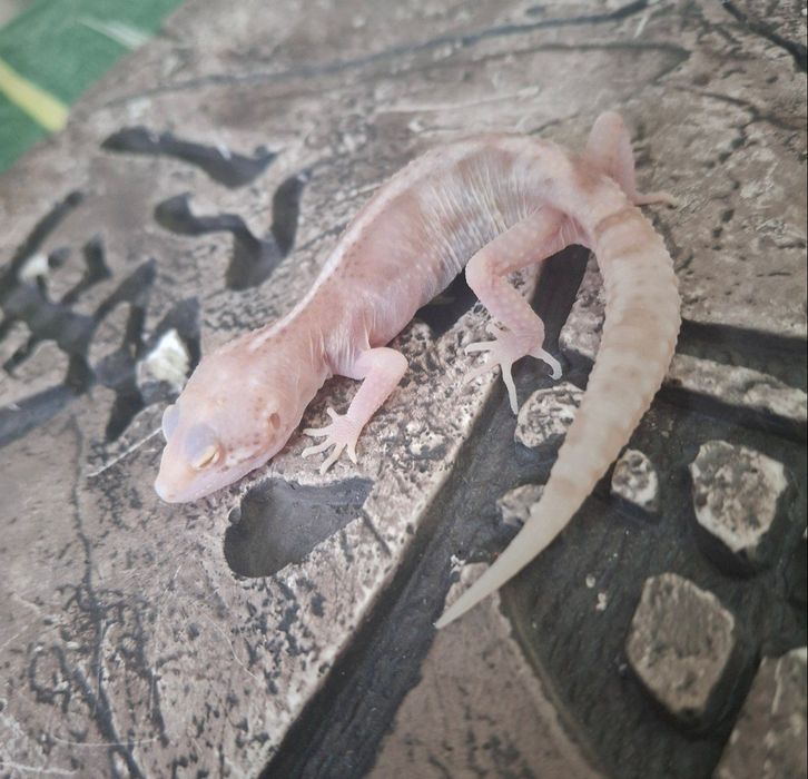 малыш эублефара геккон читать описание!