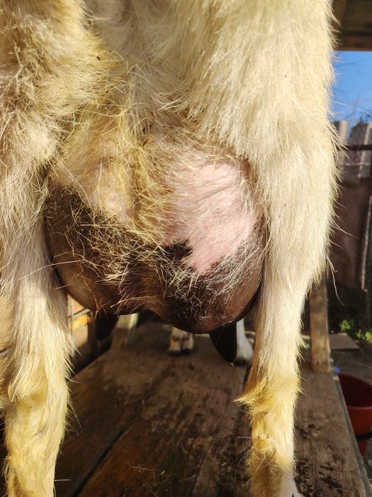 Продам дойную козу