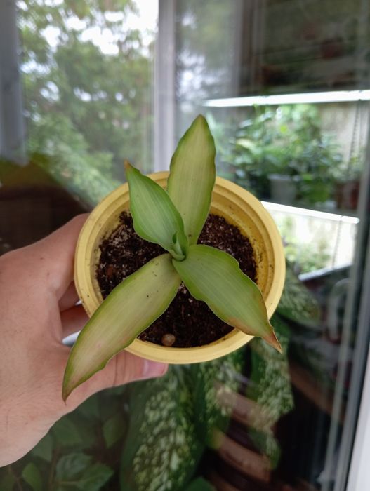 Комнатные  цветы