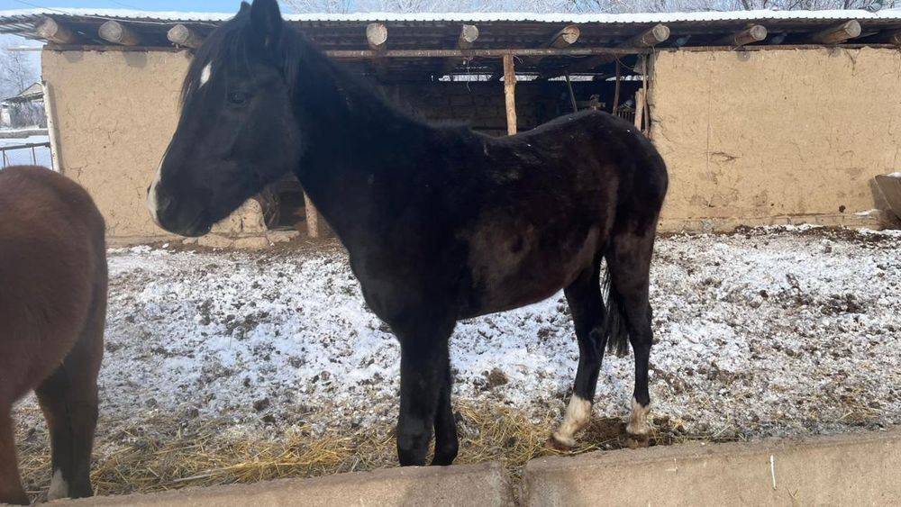 Тай сатылады 1.5 жасар