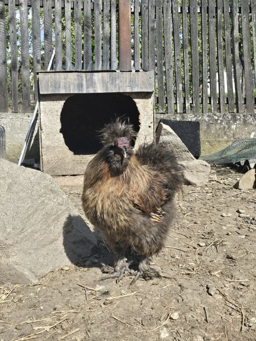 Cocosi De Matase Japonesa