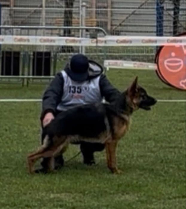Femeluta Ciobanesc German de top cu arbitraj
