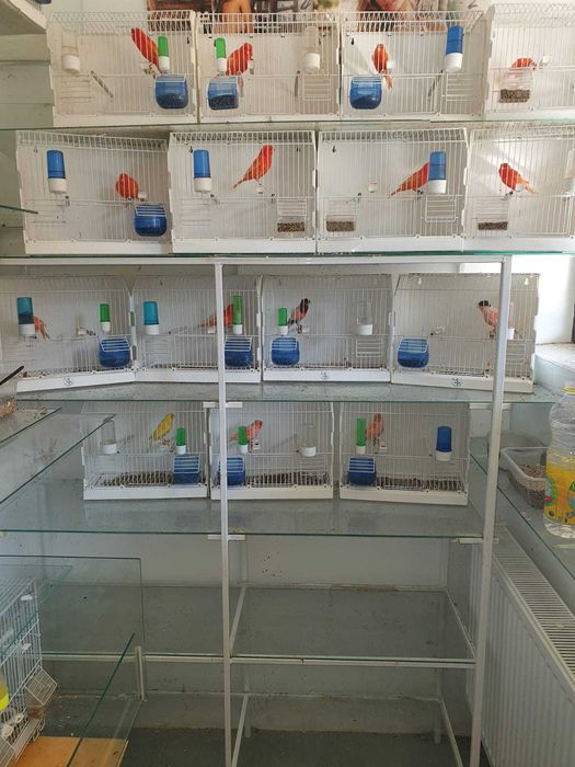 Canari de vanzare si colivii