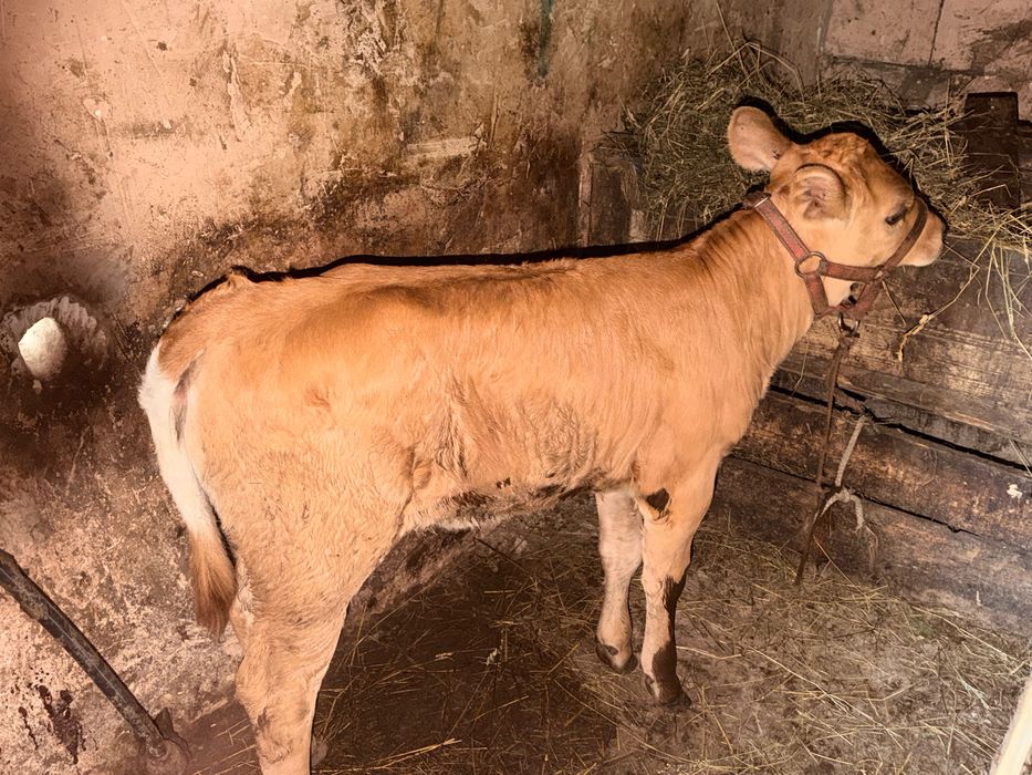Vaca de vânzare