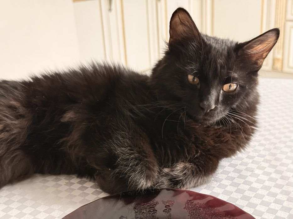 Черный кот бесплатно