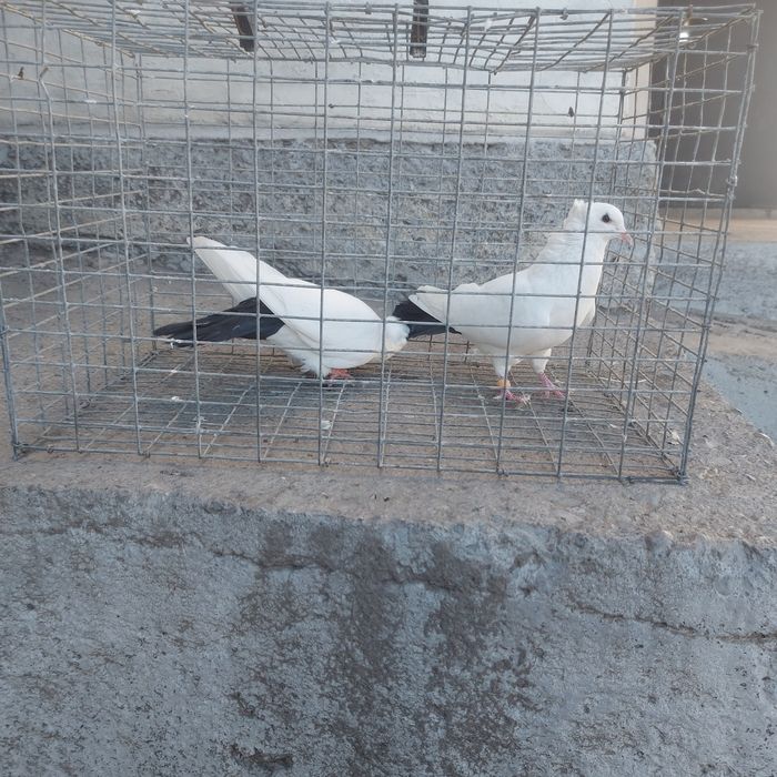 Чернахвость бровястые обрезные