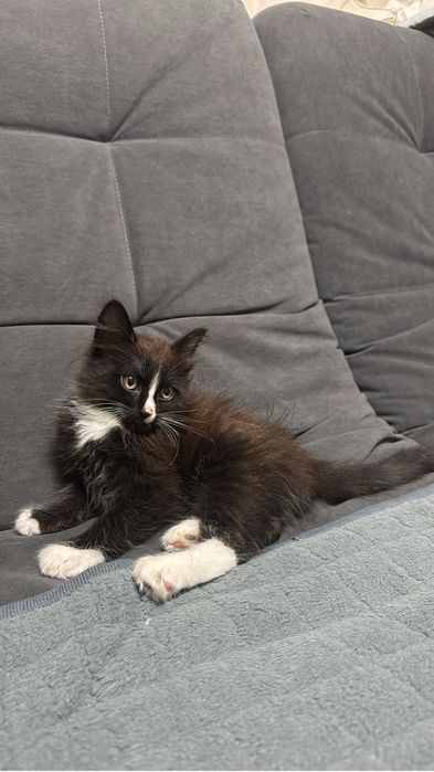 котенок от бобтейла и британца
