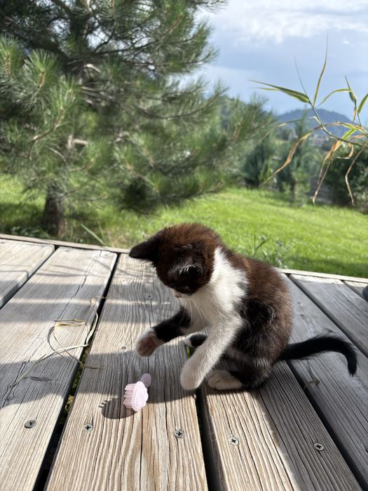 КОТЯТА.  Отдадим бесплатно