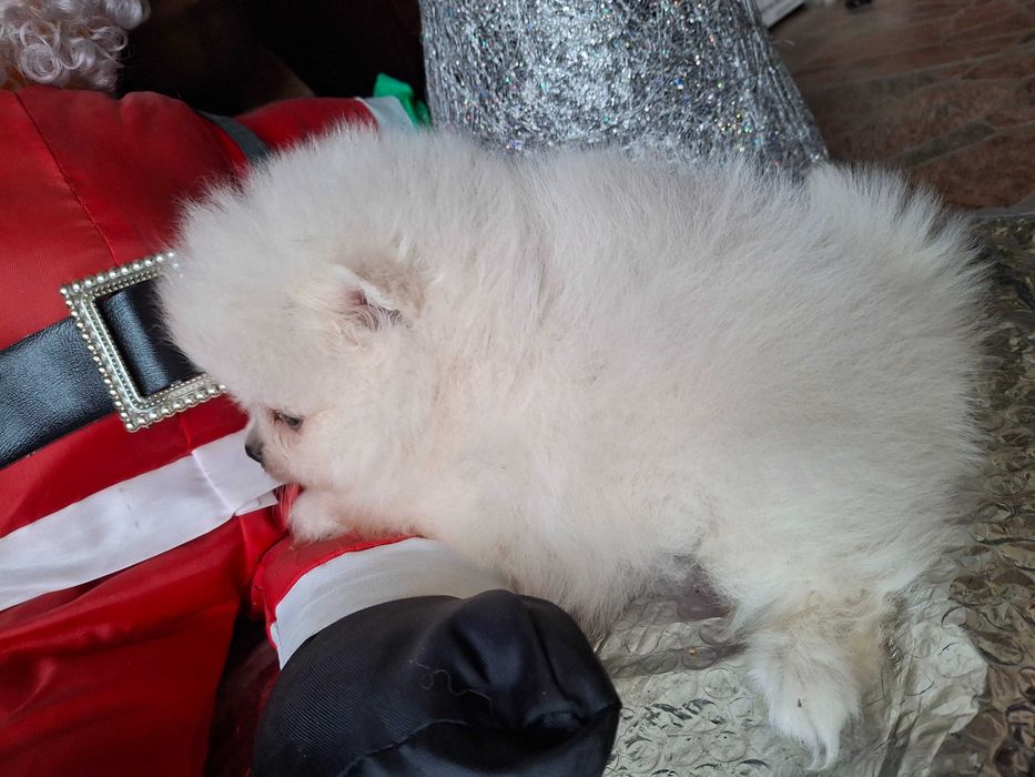 Померан мъжки кученца