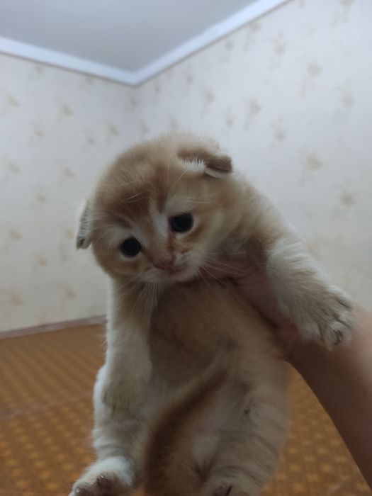 Scottish fold strayt