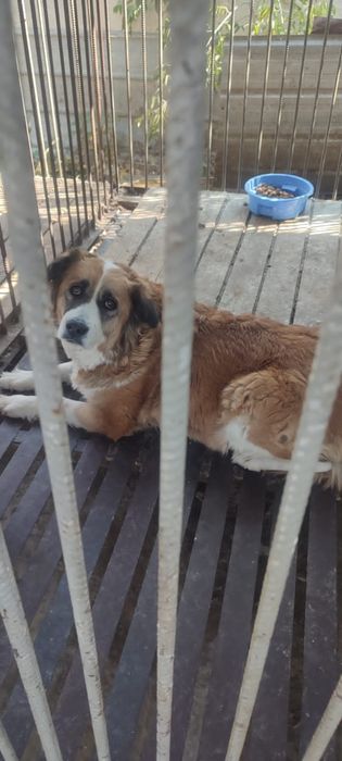 Ищем старых или новых более ответственых хозяев