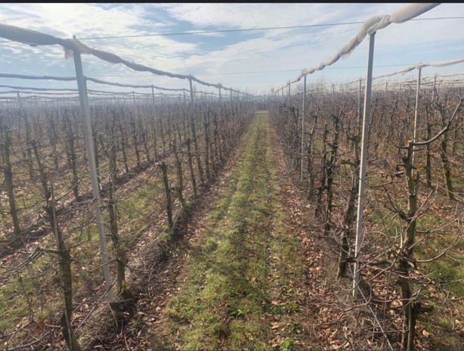 Toaletari pomi fructiferi  tranport crengi