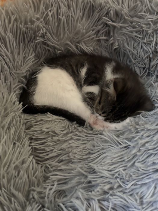 Отдам в добрые руки милого котёнка