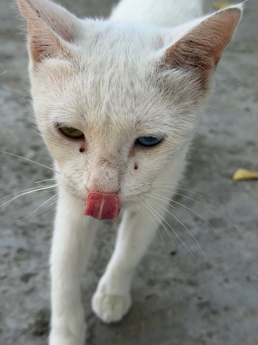 Mushuk 2xil rangli ko’zli, oq rang qiz bola mushuk